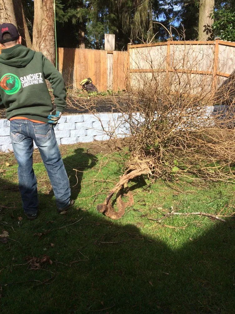 Expert lawn care service in Lacey, WA by Sanchez Landscaping