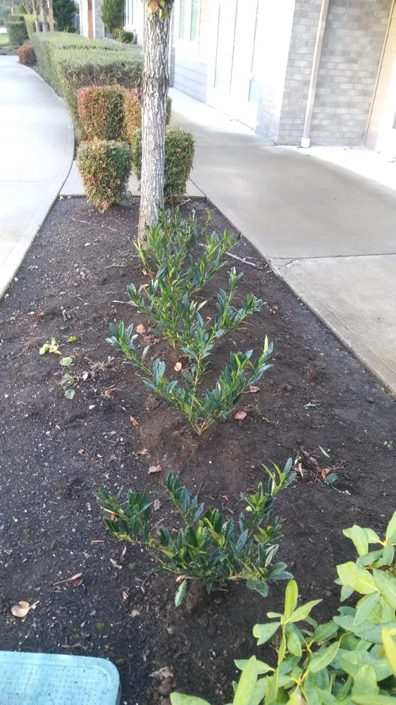 Affordable lawn care service in Lacey, WA - Sanchez Landscaping