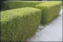 Affordable lawn mowing service experts serving Lacey, WA - Sanchez Landscaping