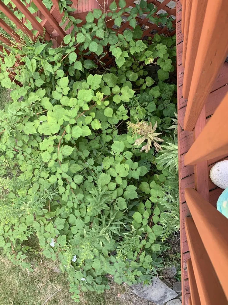 Local yard maintenance for homes in Norristown, PA by Sanchez Landscaping