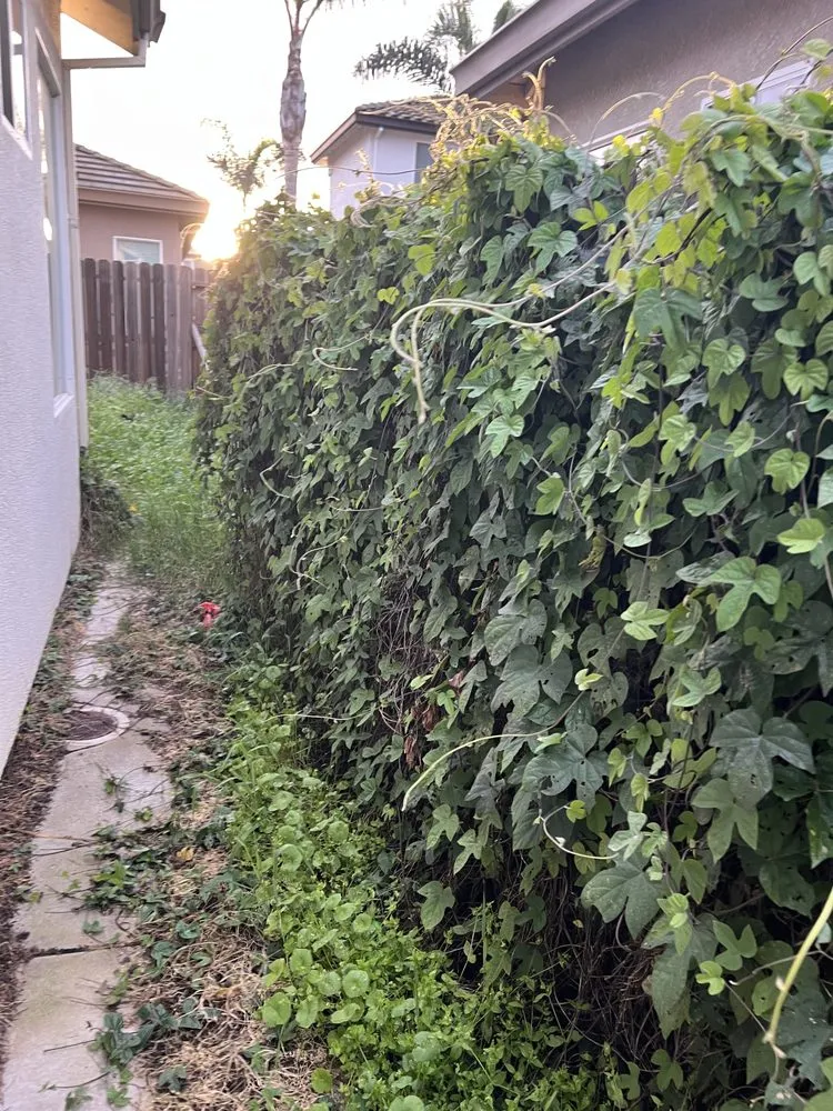 Local landscape installation for outdoor upgrades in Tracy, CA by Sanchez Landscaping