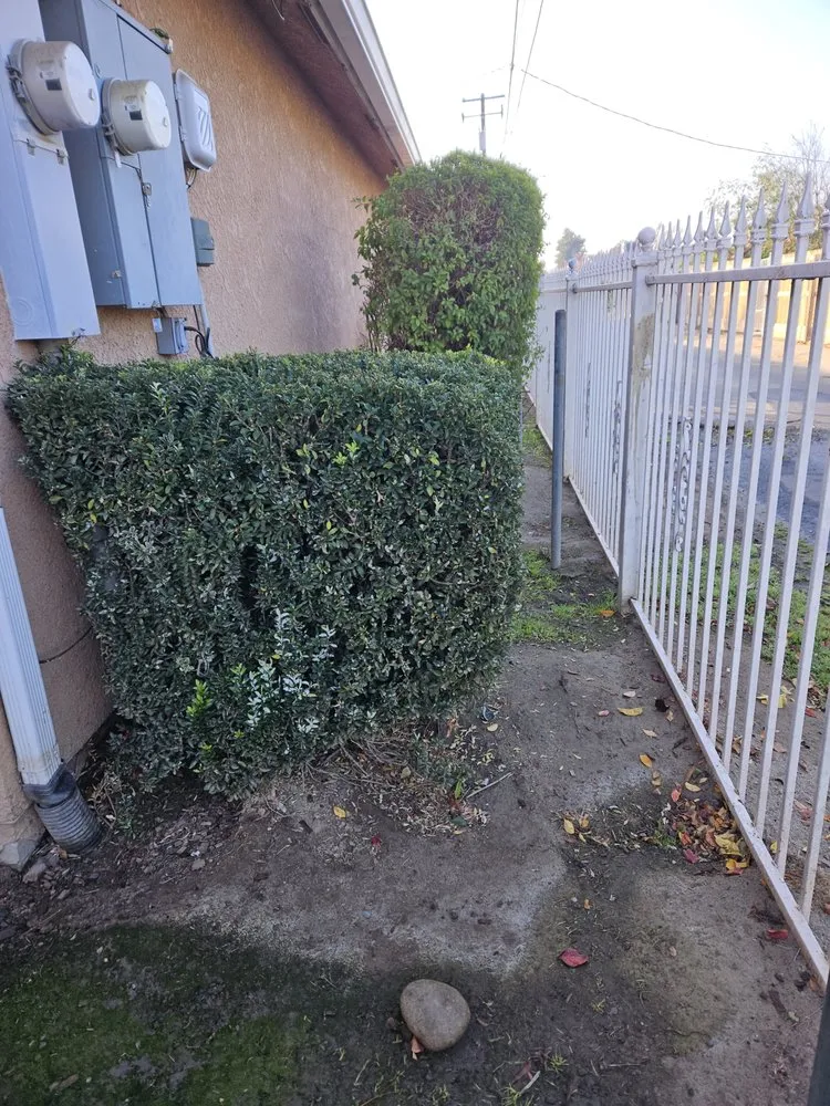 Affordable lawn care service in Madera, CA - Sanchez Lawn and Gardening Service