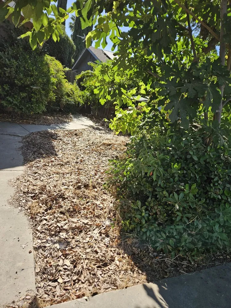 Trusted lawn care service for homes in Madera, CA by Sanchez Lawn and Gardening Service