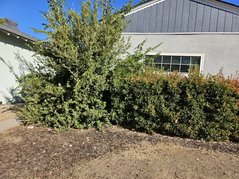 Affordable lawn care service experts serving Madera, CA - Sanchez Lawn and Gardening Service