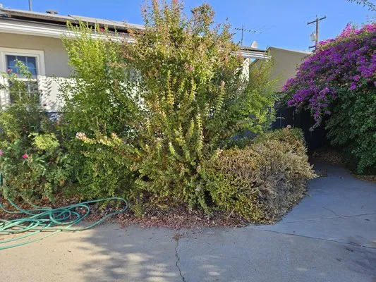 Sanchez Lawn and Gardening Service Logo