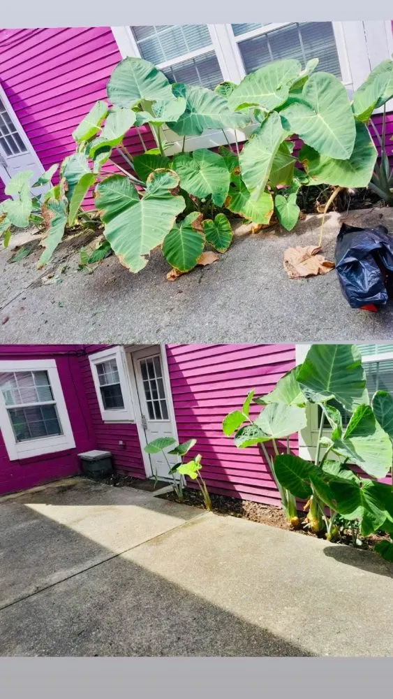 Top-rated landscape design near you across Chalmette, LA - Sanchez Multiservices