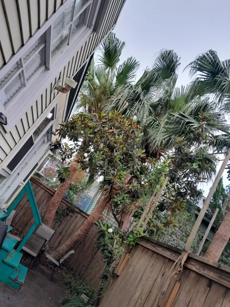 Custom lawn care service near you across Chalmette, LA - Sanchez Multiservices