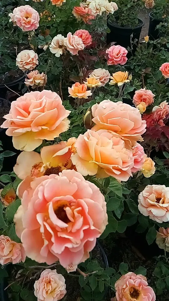 Top-rated garden landscaping for homes in Hacienda Heights, CA by Sanchez Nursery