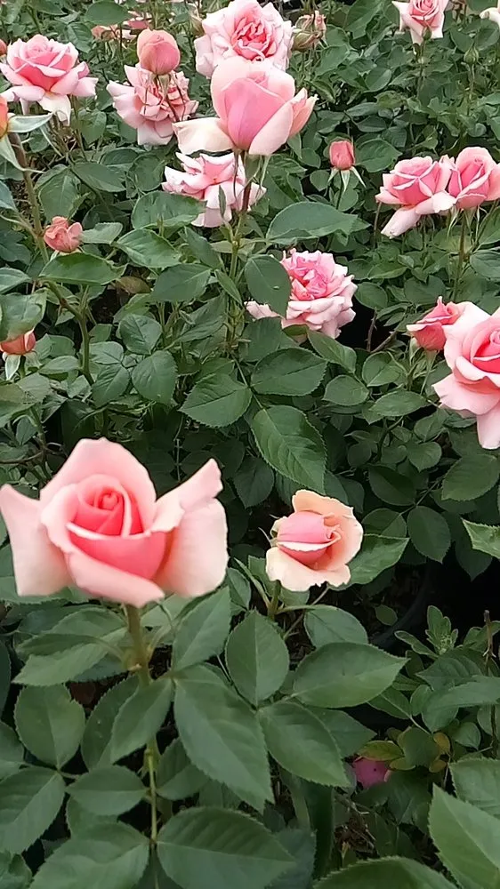 Top-rated yard cleanup service experts serving Hacienda Heights, CA - Sanchez Nursery