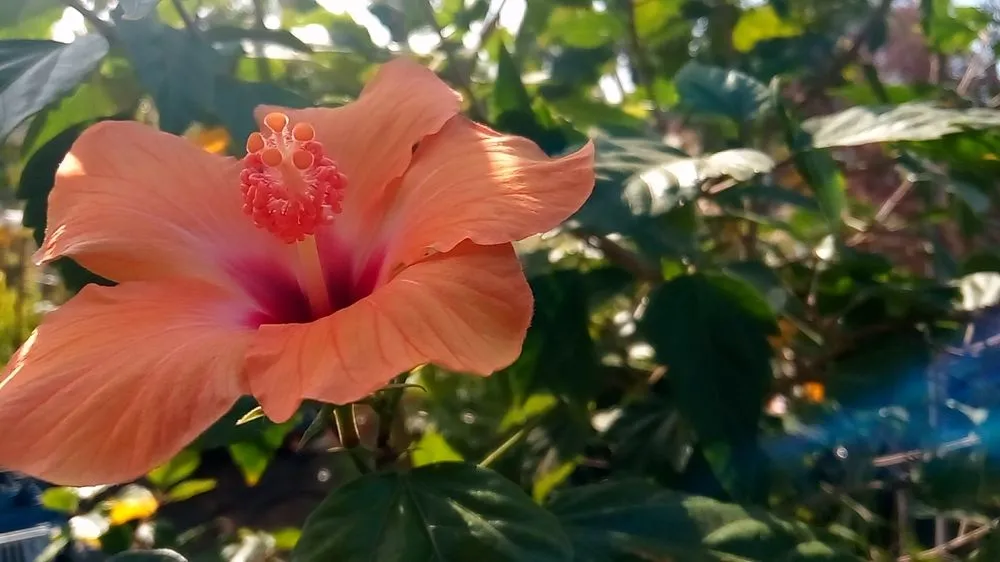 Trusted residential landscaping in Hacienda Heights, CA by Sanchez Nursery