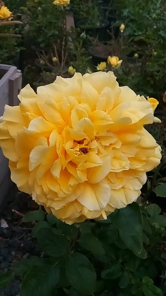 Custom garden landscaping experts serving Hacienda Heights, CA - Sanchez Nursery