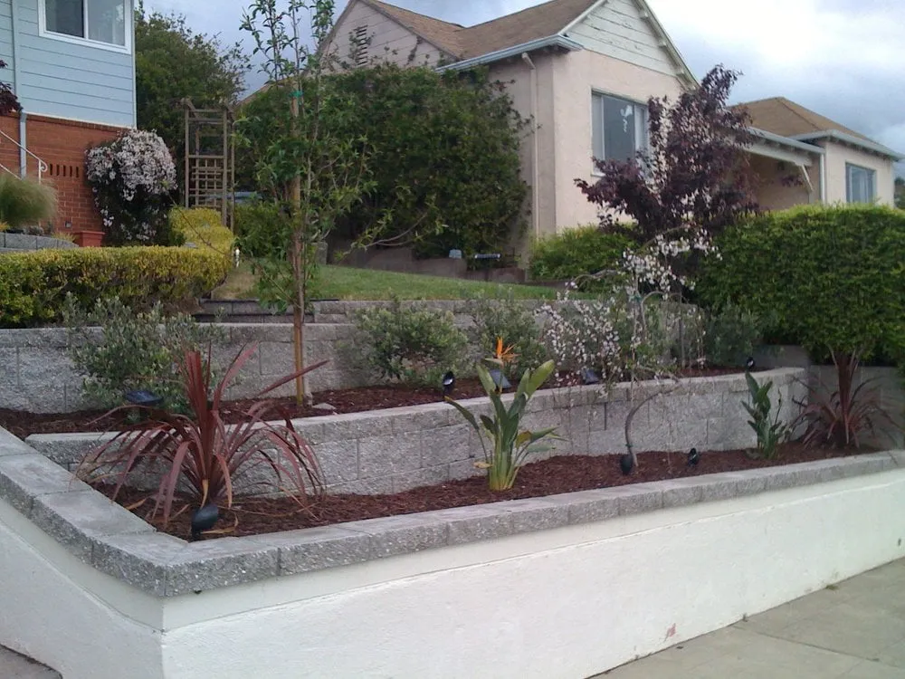 Reliable yard maintenance in Pinole, CA by Sanchez