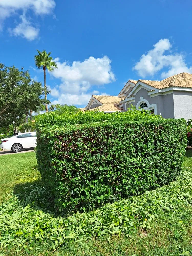 Top-rated yard maintenance near you across Wimauma, FL - Sanchez Scapes