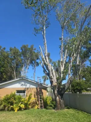 Sanchez Tree Service Logo