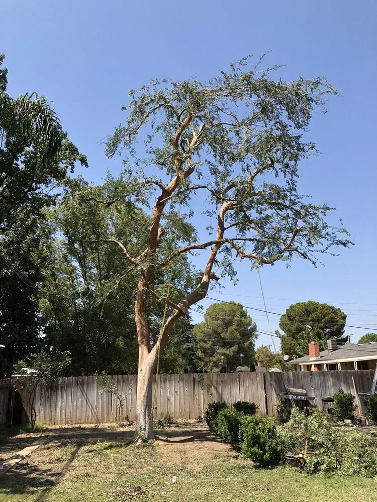 Professional outdoor landscaping for year-round maintenance across Caruthers, CA - Sanchez yard maintenance