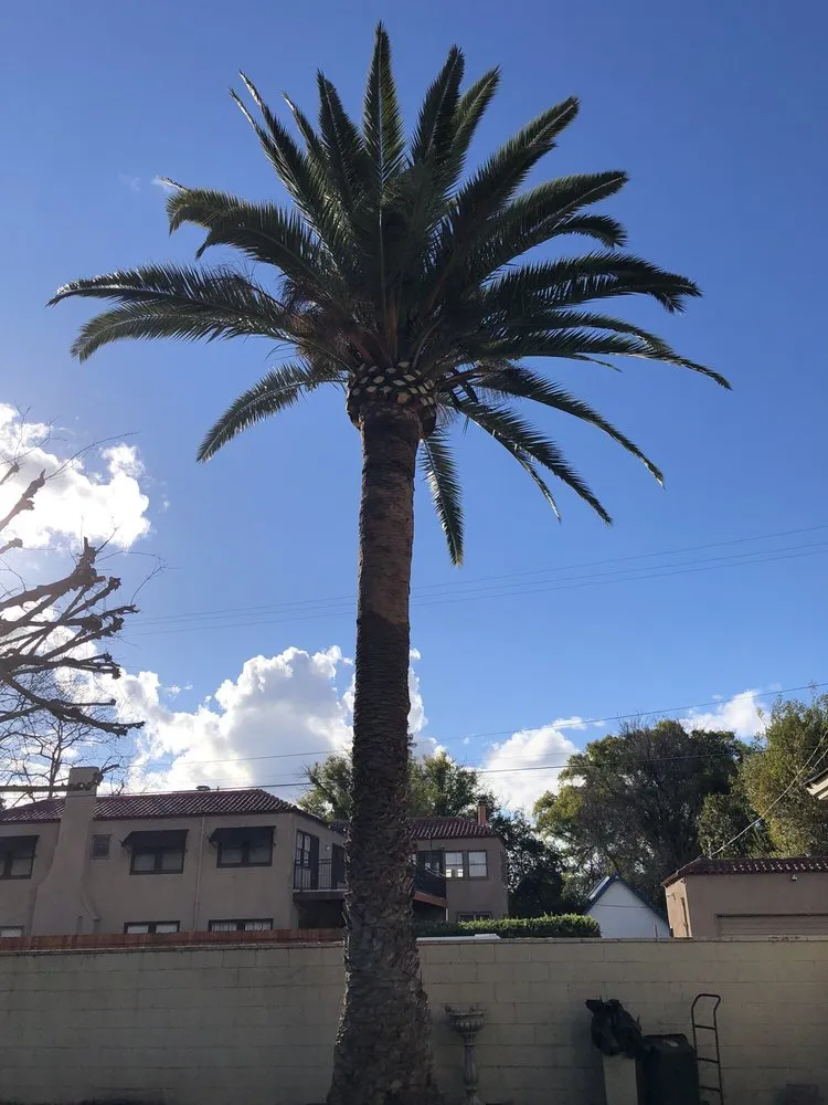 Professional landscaping services for outdoor upgrades across Caruthers, CA - Sanchez yard maintenance