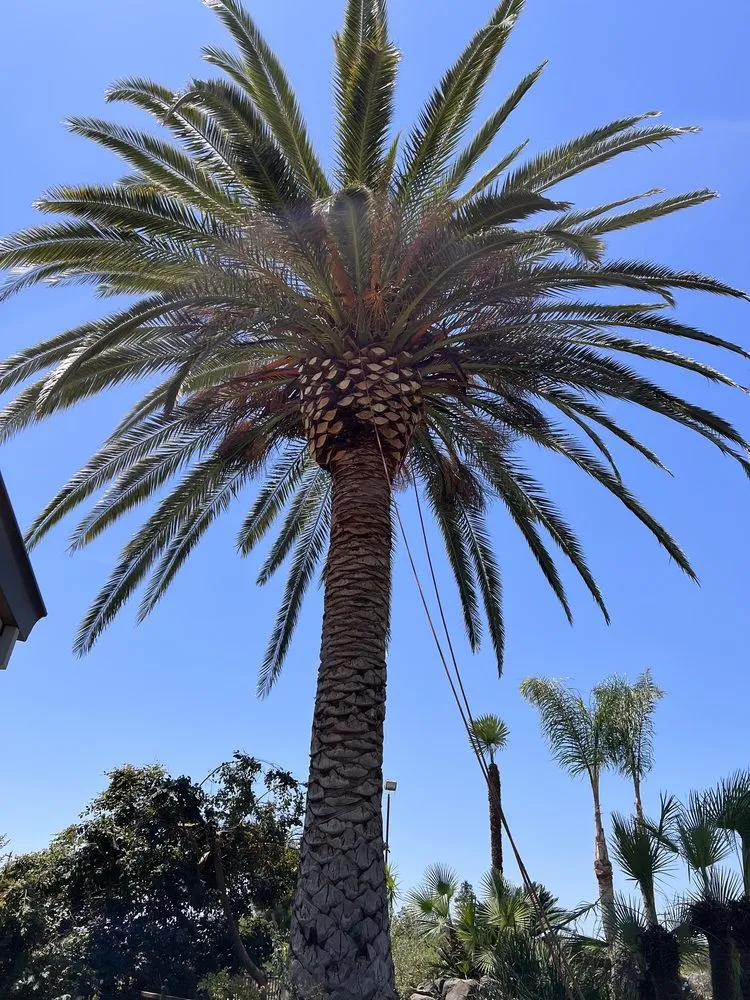 Top-rated landscaping services in Manteca, CA by Sanchez's Tree Services