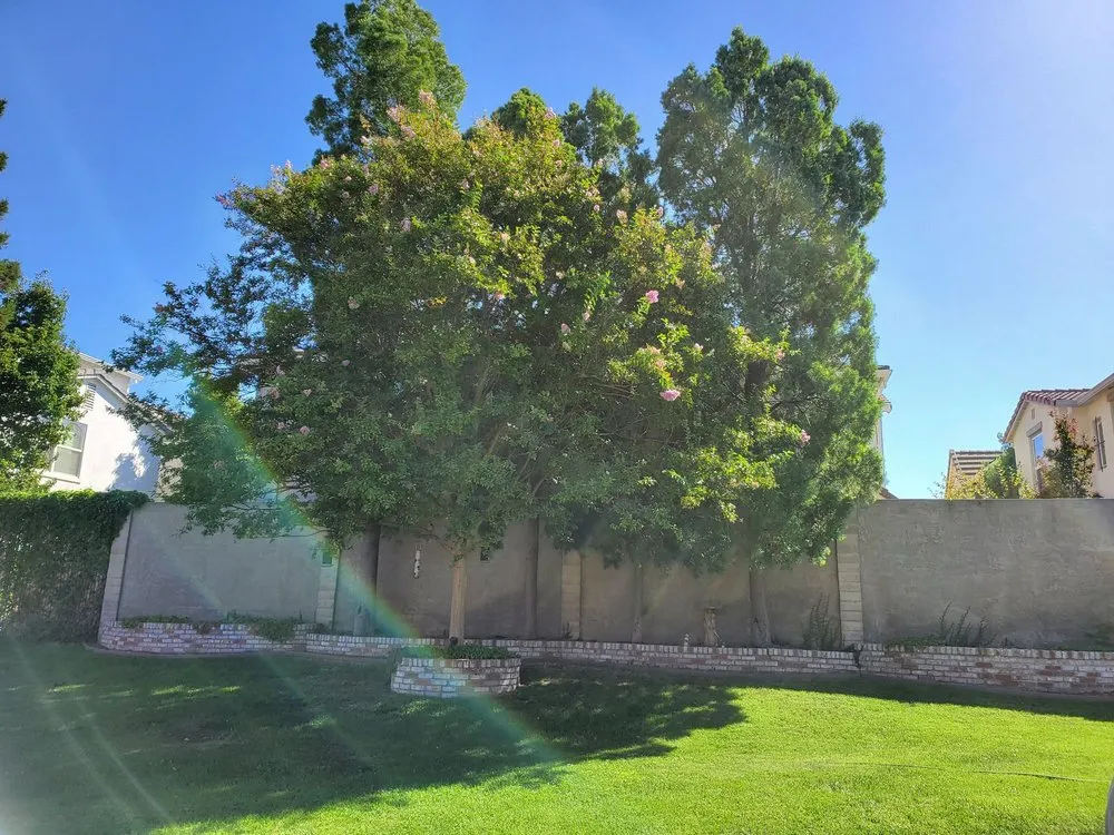 Expert lawn care service experts serving Manteca, CA - Sanchez's Tree Services
