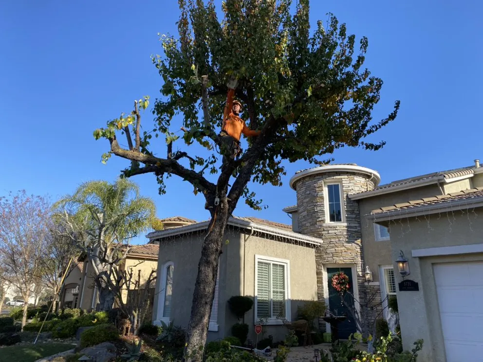 Affordable lawn mowing service in Manteca, CA by Sanchez's Tree Services