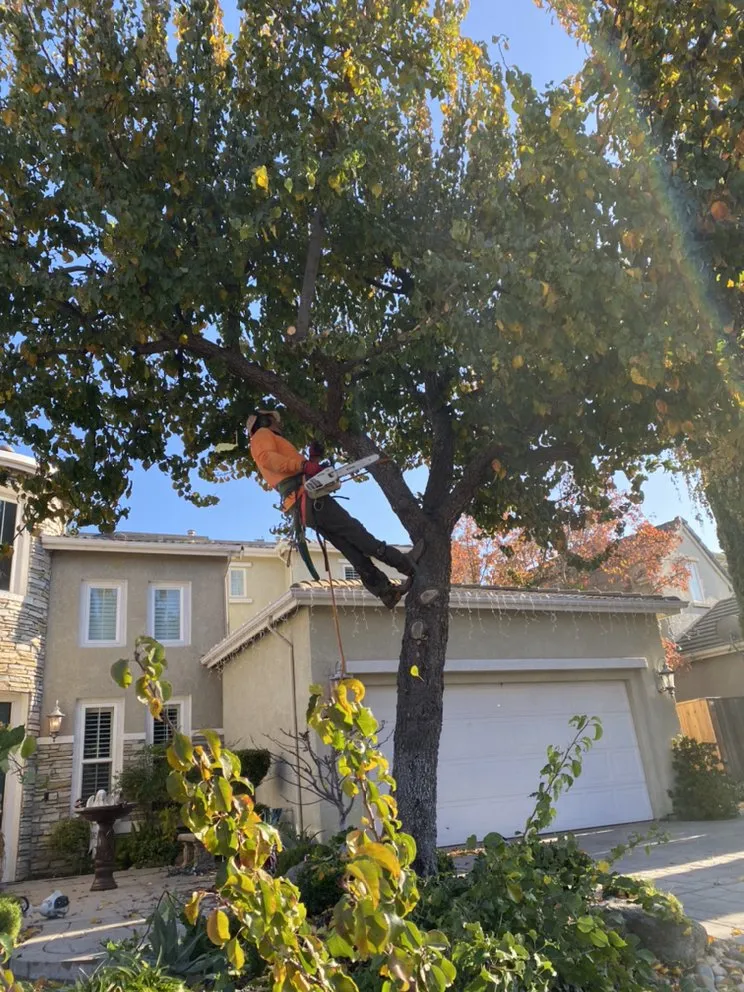 Expert yard maintenance in Manteca, CA by Sanchez's Tree Services