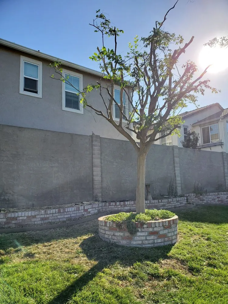 Trusted lawn care service for homes across Manteca, CA - Sanchez's Tree Services