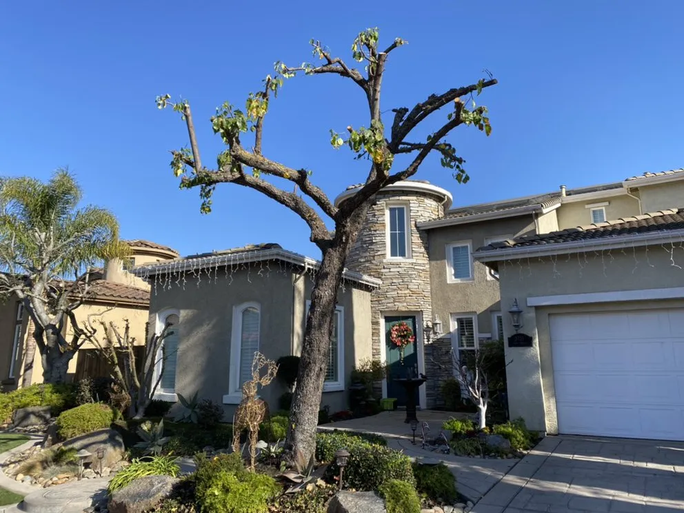 Professional outdoor landscaping in Manteca, CA by Sanchez's Tree Services