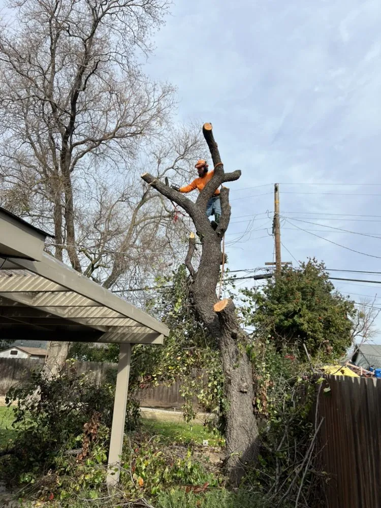 Reliable residential landscaping for homes across Manteca, CA - Sanchez's Tree Services