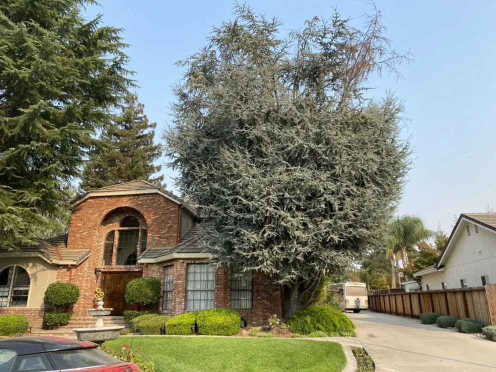 Affordable yard cleanup service in Manteca, CA - Sanchez's Tree Services