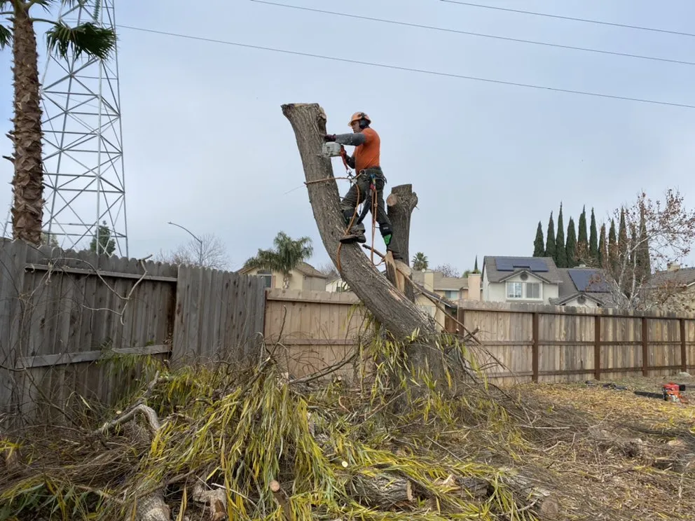 Custom landscape installation in Manteca, CA - Sanchez's Tree Services