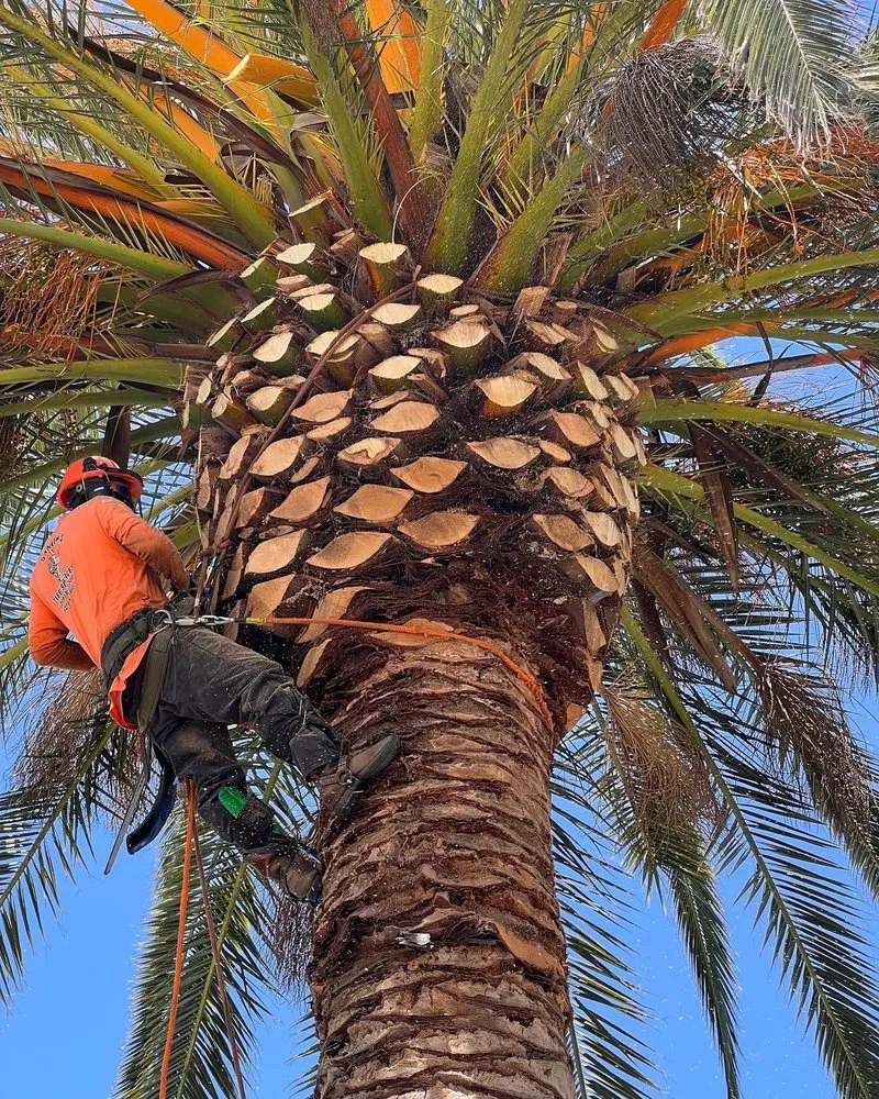 Local residential landscaping experts serving Manteca, CA - Sanchez's Tree Services