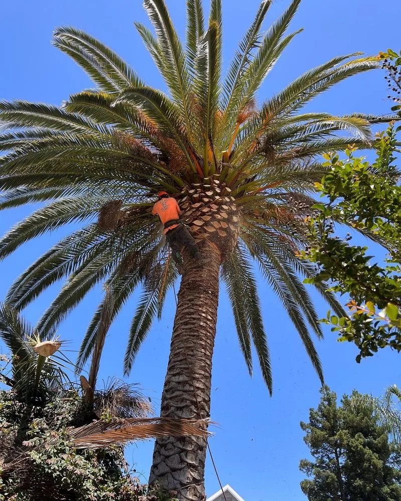 Reliable outdoor landscaping in Manteca, CA - Sanchez's Tree Services