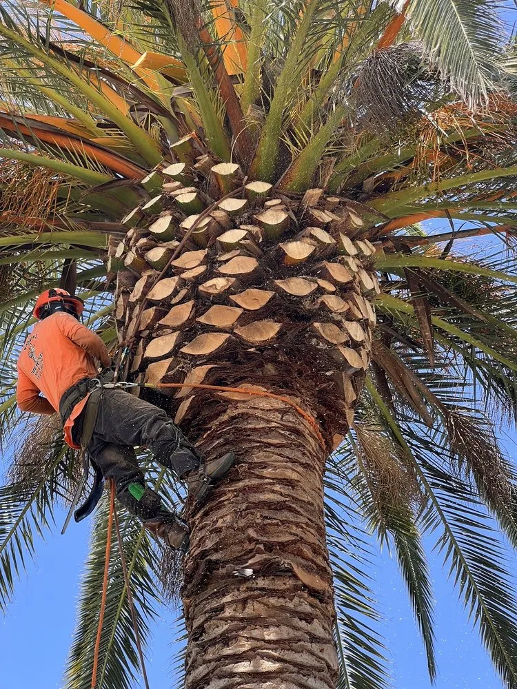 Expert yard cleanup service with custom design across Manteca, CA - Sanchez's Tree Services