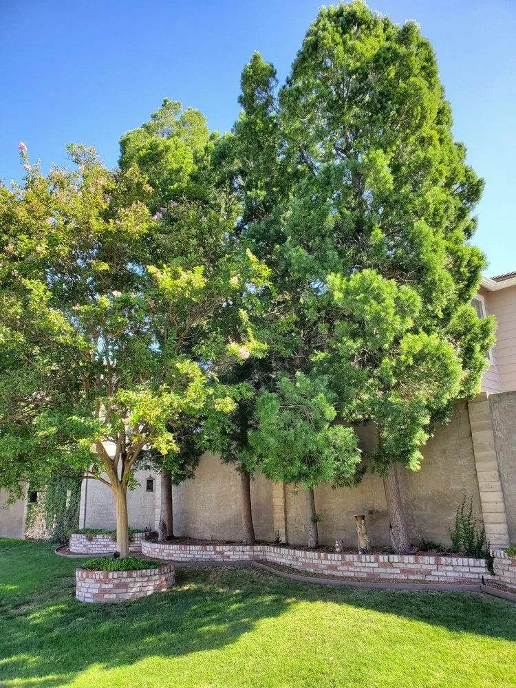 Expert landscape design for beautiful yards across Manteca, CA - Sanchez's Tree Services