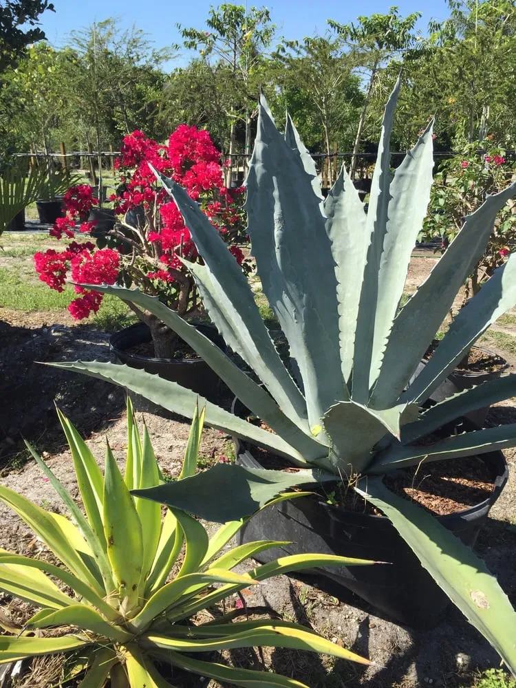 Reliable outdoor landscaping experts serving Loxahatchee, FL - Sanctuary Gardens