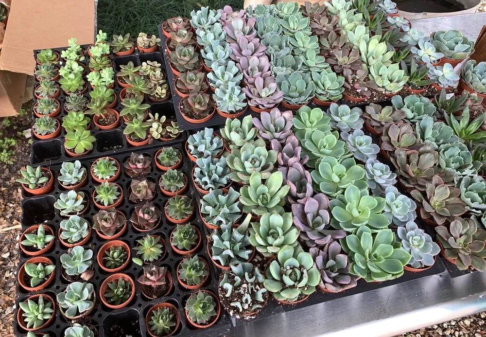 Affordable yard maintenance with custom design in Loxahatchee, FL by Sanctuary Gardens