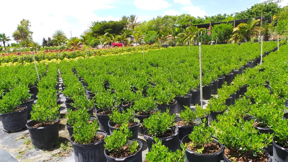 Local lawn mowing service experts serving Loxahatchee, FL - Sanctuary Gardens