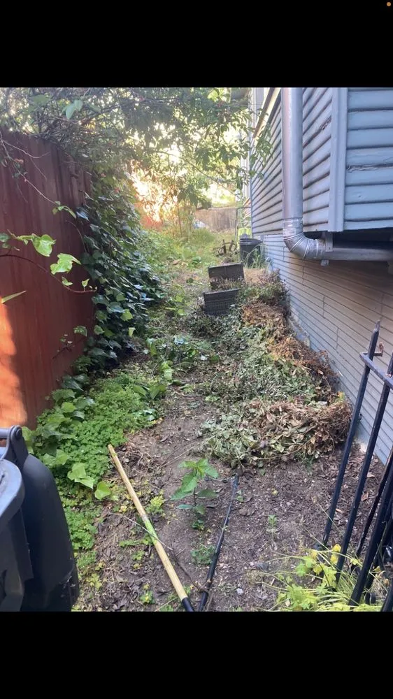 Trusted yard cleanup service for outdoor upgrades in San Anselmo, CA by Sanctuary Yard Cleaning Plant Removal And Installation