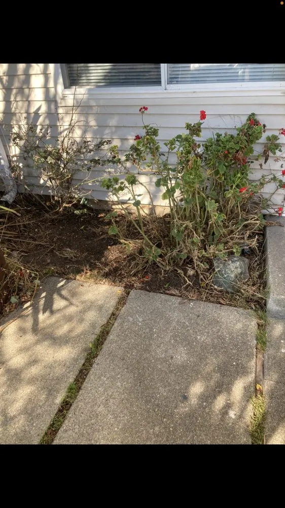 Custom lawn care service in San Anselmo, CA by Sanctuary Yard Cleaning Plant Removal And Installation