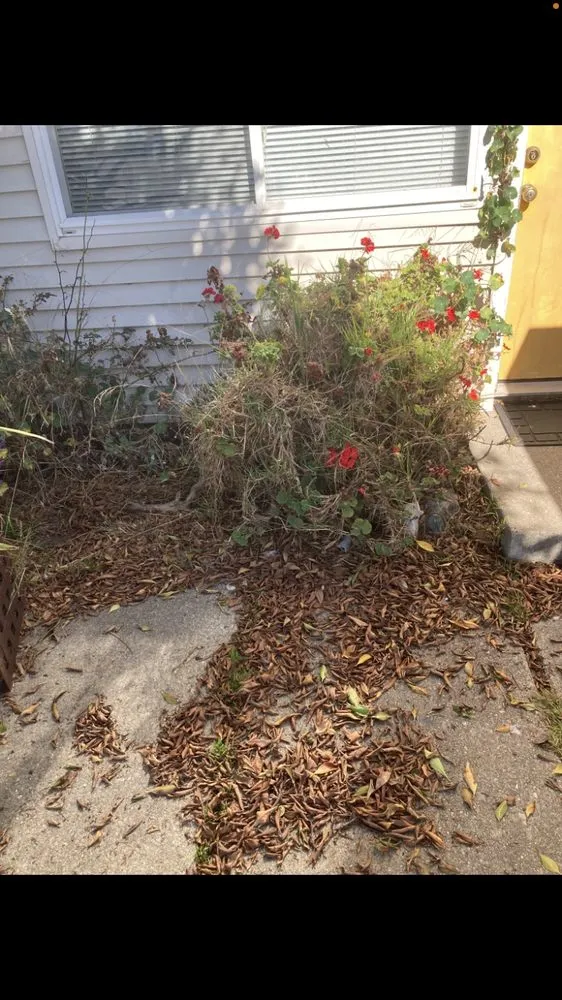 Top-rated residential landscaping in San Anselmo, CA - Sanctuary Yard Cleaning Plant Removal And Installation