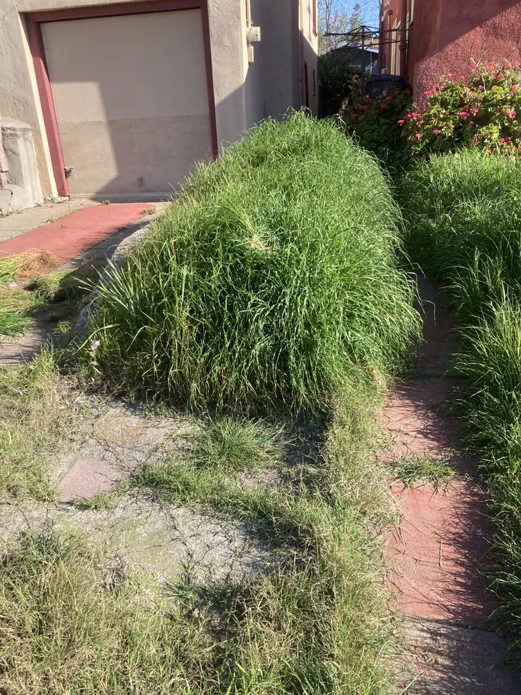 Expert yard cleanup service experts serving San Anselmo, CA - Sanctuary Yard Cleaning Plant Removal And Installation