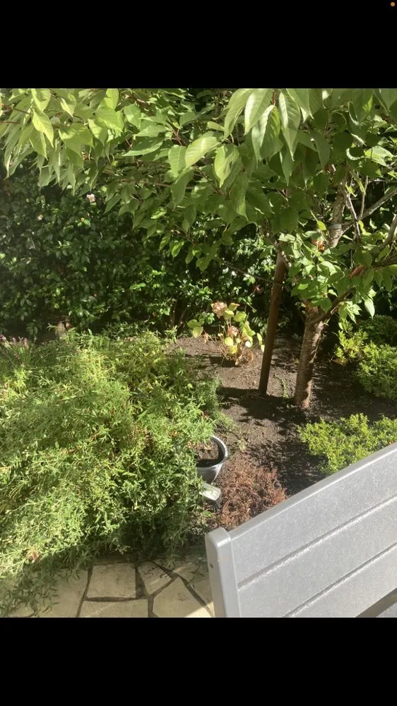 Expert lawn care service in San Anselmo, CA - Sanctuary Yard Cleaning Plant Removal And Installation