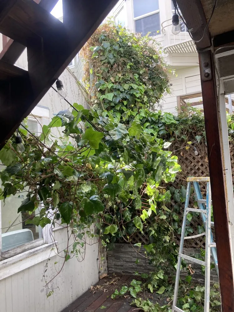 Professional outdoor landscaping in San Anselmo, CA by Sanctuary Yard Cleaning Plant Removal And Installation