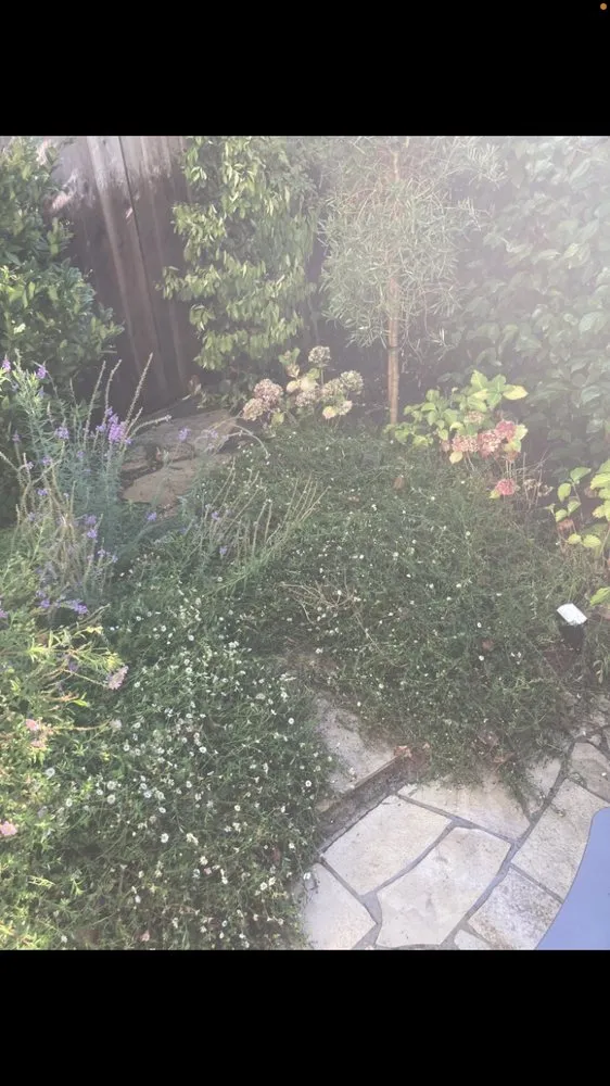 Affordable lawn care service experts serving San Anselmo, CA - Sanctuary Yard Cleaning Plant Removal And Installation