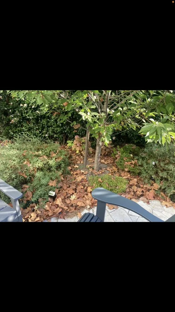 Custom yard maintenance with custom design across San Anselmo, CA - Sanctuary Yard Cleaning Plant Removal And Installation