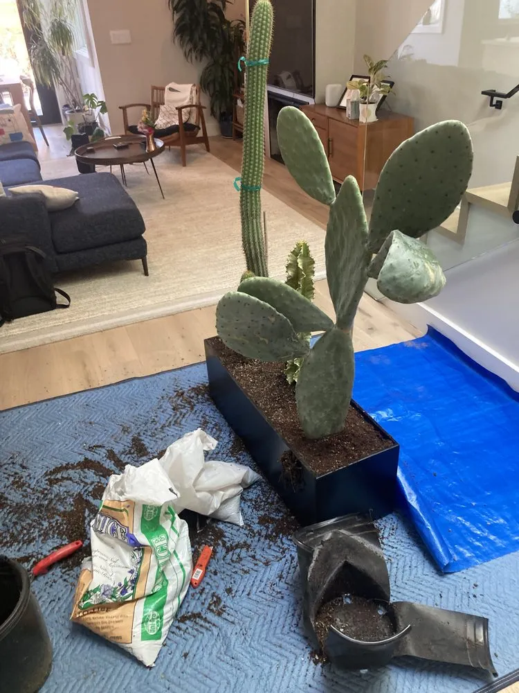 Reliable landscape design near you across San Anselmo, CA - Sanctuary Yard Cleaning Plant Removal And Installation