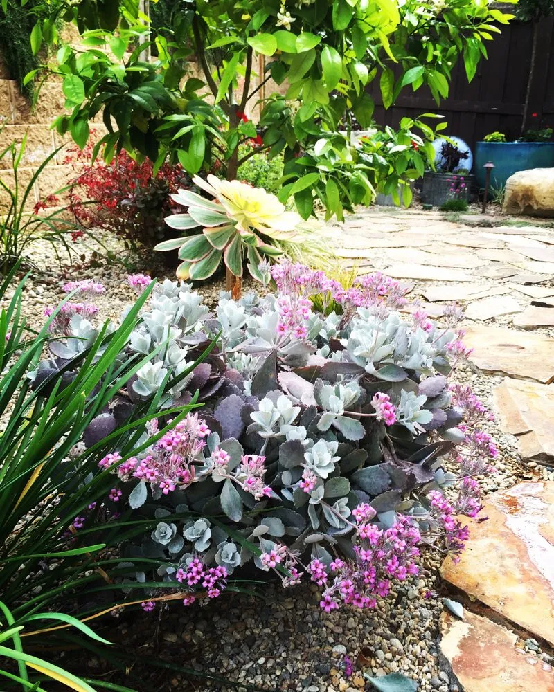 Trusted yard maintenance for beautiful yards in Carlsbad, CA by Sand and Soleil Landscape