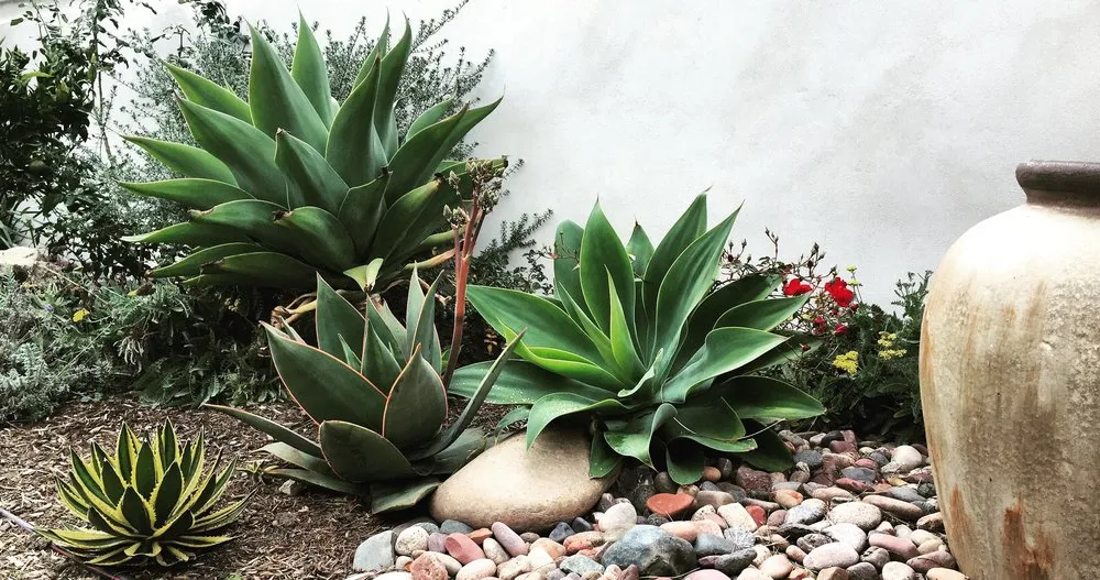 Professional residential landscaping for beautiful yards in Carlsbad, CA by Sand and Soleil Landscape