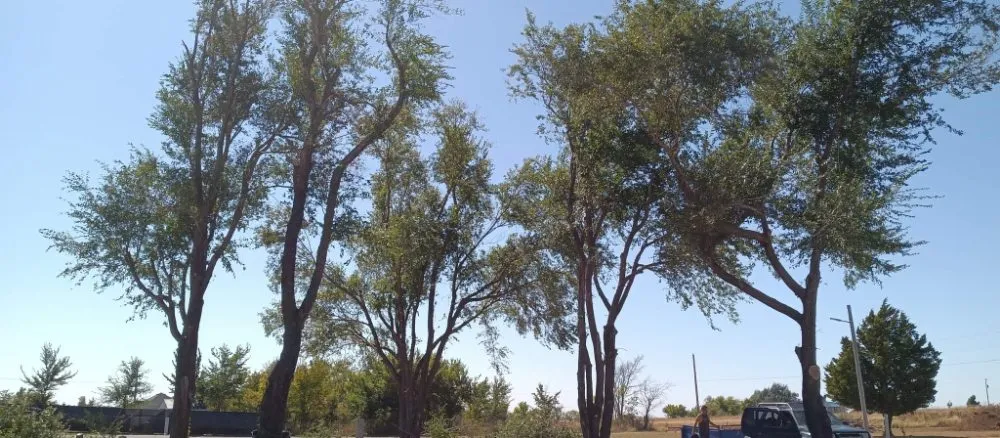 Reliable lawn care service near you in CHICKASHA, OK by Sanders & Sons