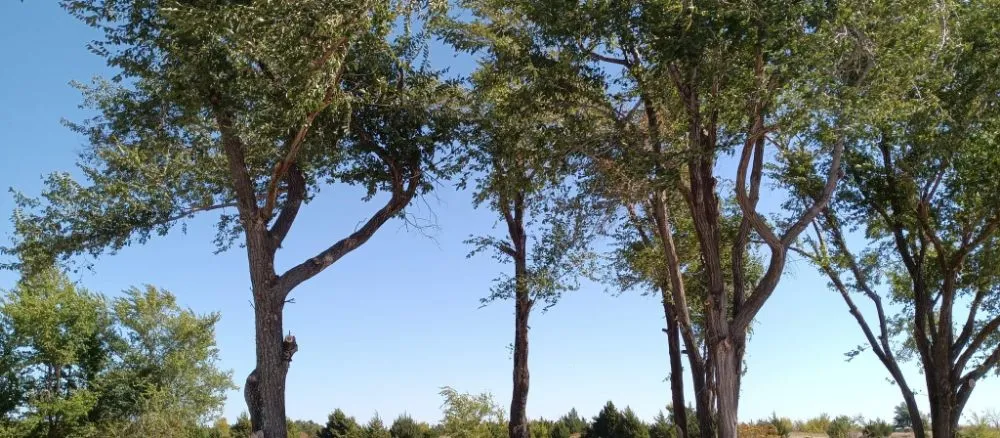 Local outdoor landscaping with custom design across CHICKASHA, OK - Sanders & Sons