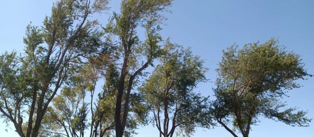 Trusted garden landscaping experts serving CHICKASHA, OK - Sanders & Sons